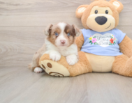 6 week old Mini Aussie Puppy For Sale - Simply Southern Pups