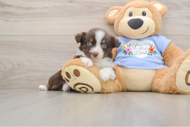 Playful Mini Aussie Baby