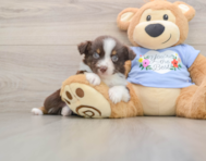 6 week old Mini Aussie Puppy For Sale - Simply Southern Pups