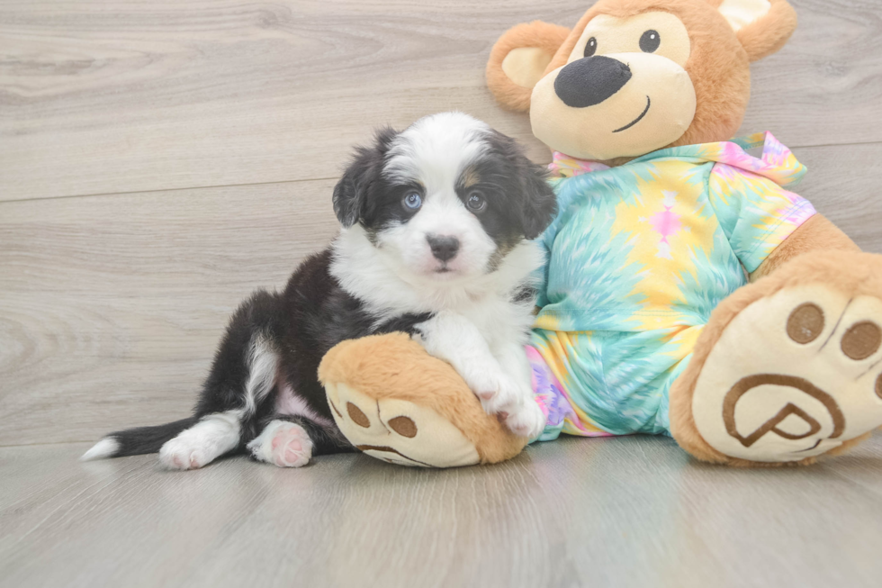 Meet Earl Gray - our Mini Aussie Puppy Photo  2/3 - Simply Southern Pups Best Mini Aussie Baby