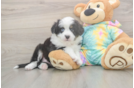 Meet Earl Gray - our Mini Aussie Puppy Photo  2/3 - Simply Southern Pups Best Mini Aussie Baby