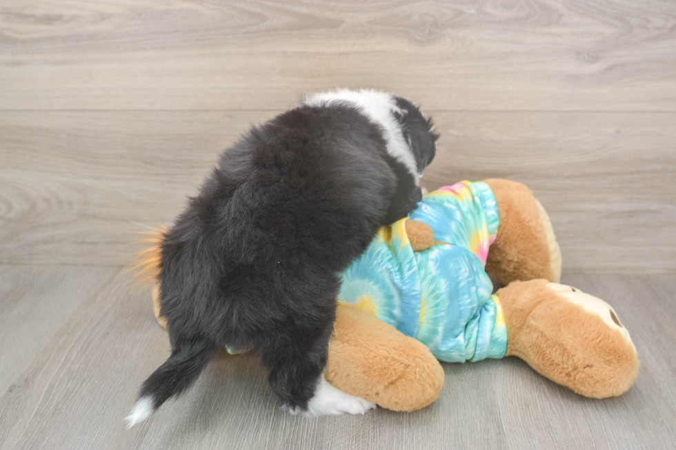 Meet Earl Gray - our Mini Aussie Puppy Photo  3/3 - Simply Southern Pups Small Mini Aussie Baby