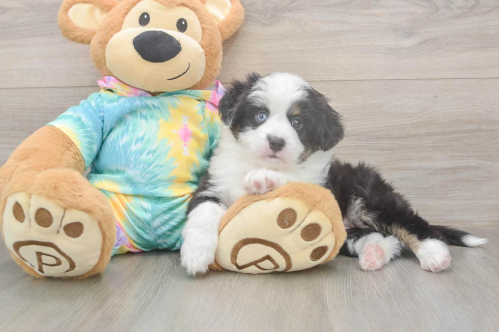 Meet Earl Gray - our Mini Aussie Puppy Photo  1/3 - Simply Southern Pups Smart MAS Purebred Puppy