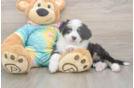 Meet Earl Gray - our Mini Aussie Puppy Photo  1/3 - Simply Southern Pups Smart MAS Purebred Puppy