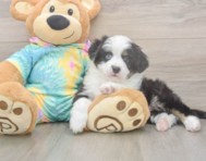 5 week old Mini Aussie Puppy For Sale - Simply Southern Pups 5 week old Mini Aussie Puppy For Sale - Simply Southern Pups