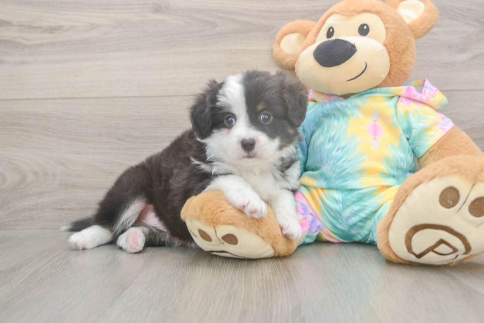 Meet Enzo - our Mini Aussie Puppy Photo  2/3 - Simply Southern Pups Sweet MAS Purebred Puppy
