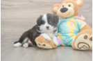Meet Enzo - our Mini Aussie Puppy Photo  2/3 - Simply Southern Pups Sweet MAS Purebred Puppy