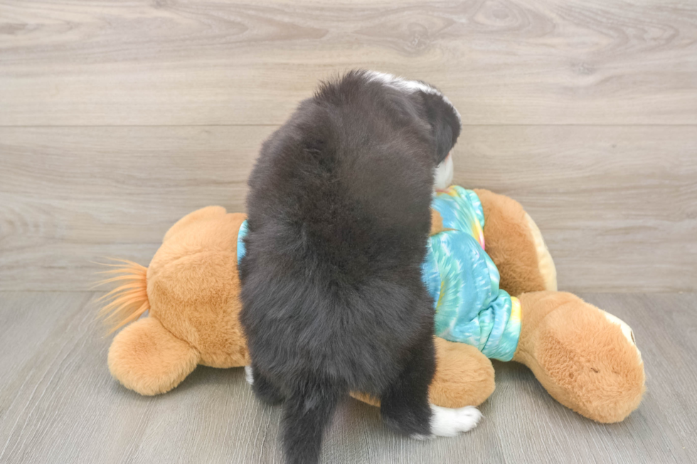 Meet Enzo - our Mini Aussie Puppy Photo  3/3 - Simply Southern Pups Best Mini Aussie Baby