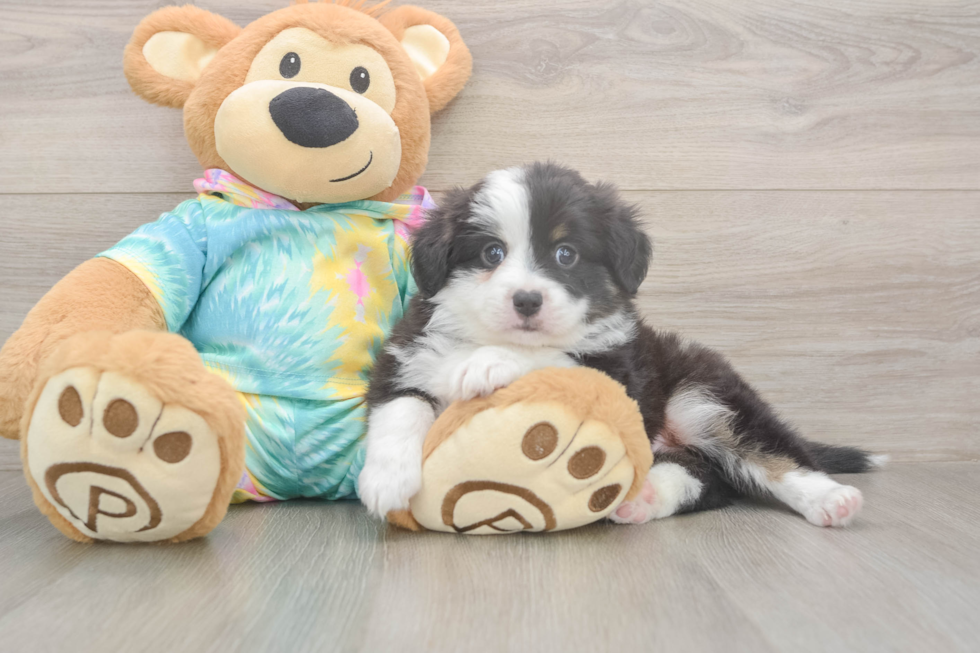Meet Enzo - our Mini Aussie Puppy Photo  1/3 - Simply Southern Pups Akc Registered Mini Aussie Purebred Pup