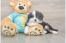 Meet Enzo - our Mini Aussie Puppy Photo  1/3 - Simply Southern Pups Akc Registered Mini Aussie Purebred Pup