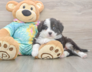 5 week old Mini Aussie Puppy For Sale - Simply Southern Pups 5 week old Mini Aussie Puppy For Sale - Simply Southern Pups