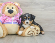 6 week old Mini Aussie Puppy For Sale - Simply Southern Pups