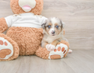 6 week old Mini Aussie Puppy For Sale - Simply Southern Pups