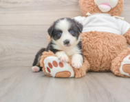 6 week old Mini Aussie Puppy For Sale - Simply Southern Pups