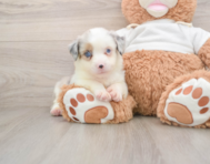 6 week old Mini Aussie Puppy For Sale - Simply Southern Pups