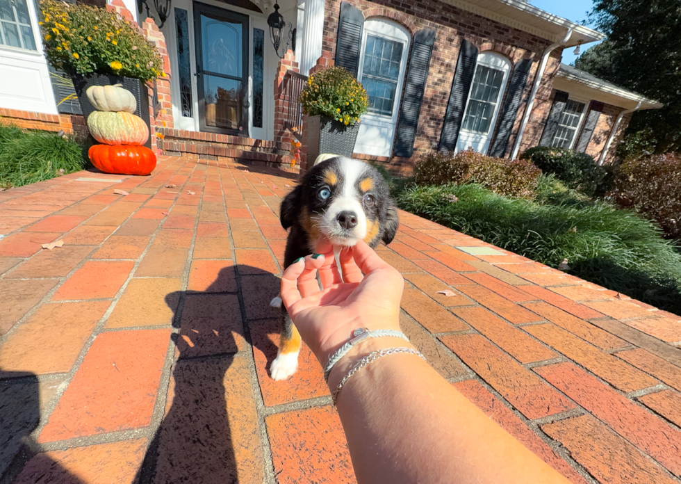 Best Mini Aussie Baby