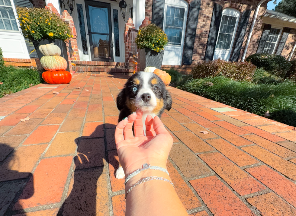 Cute Mini Aussie Purebred Pup