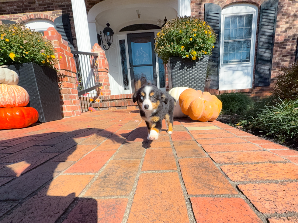 Best Mini Aussie Baby