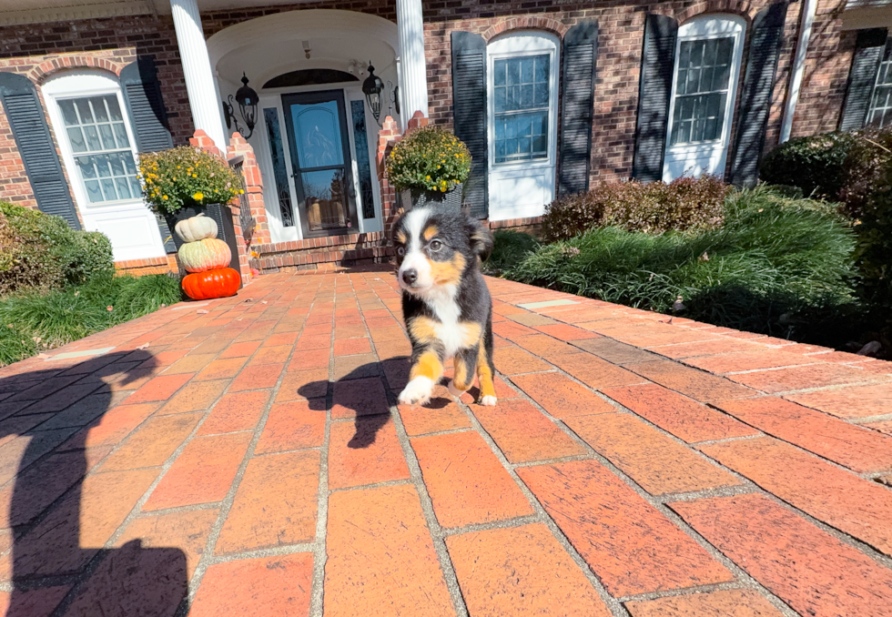 Best Mini Aussie Baby