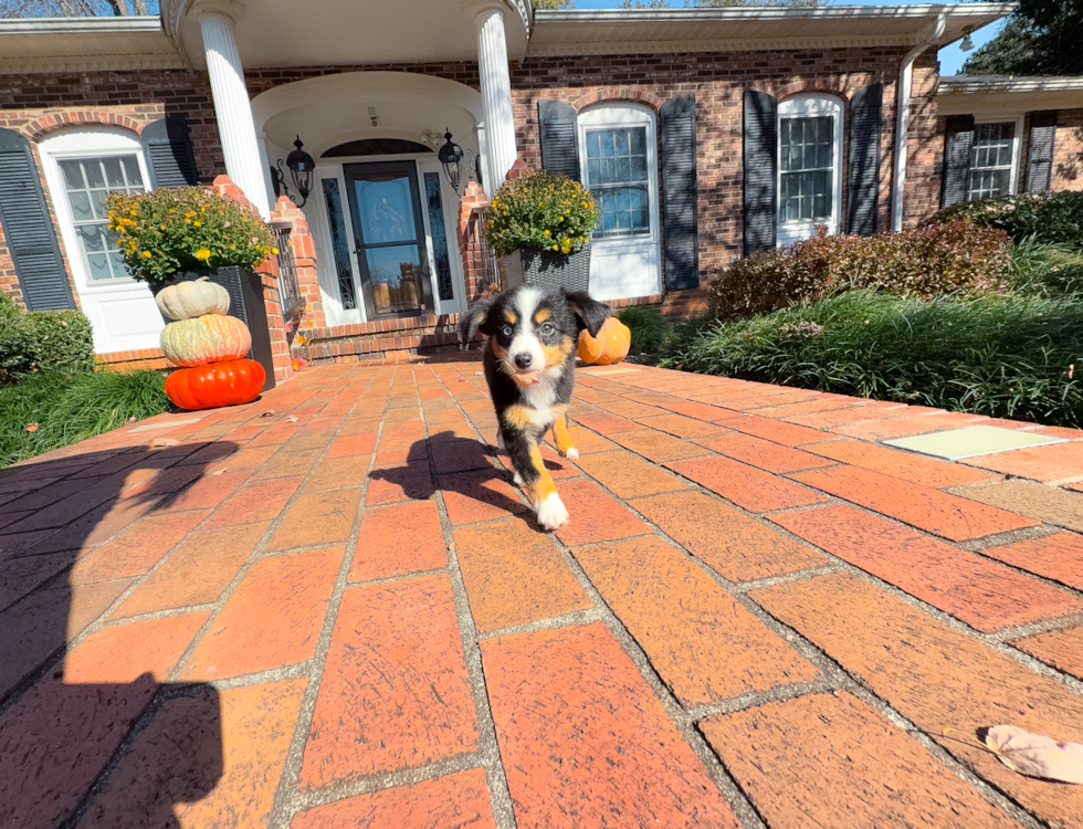 Mini Aussie Puppy for Adoption