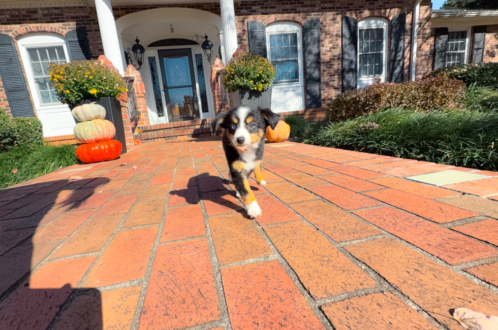 10 week old Mini Aussie Puppy For Sale - Simply Southern Pups