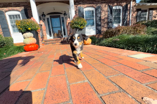 Mini Aussie Puppy for Adoption