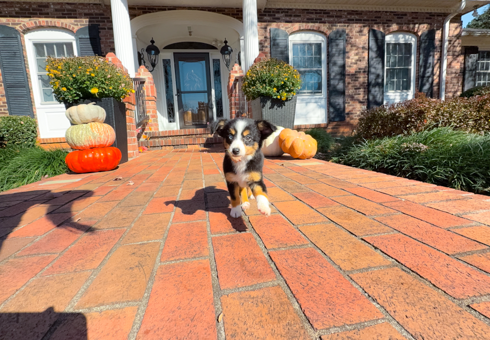 Cute Mini Aussie Baby