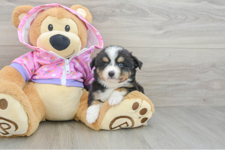 Mini Aussie Puppy for Adoption