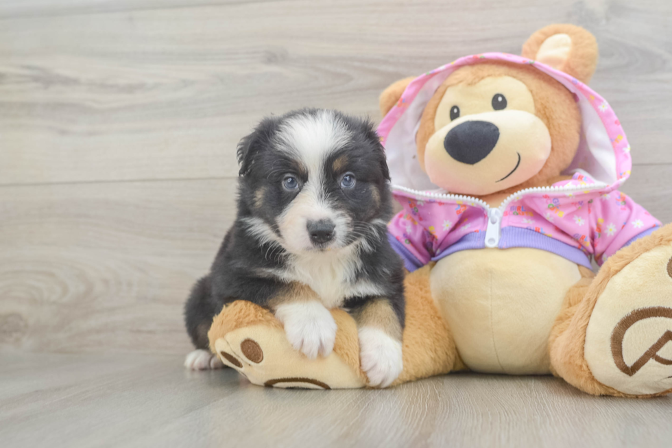 Playful Mini Aussie Purebred Pup