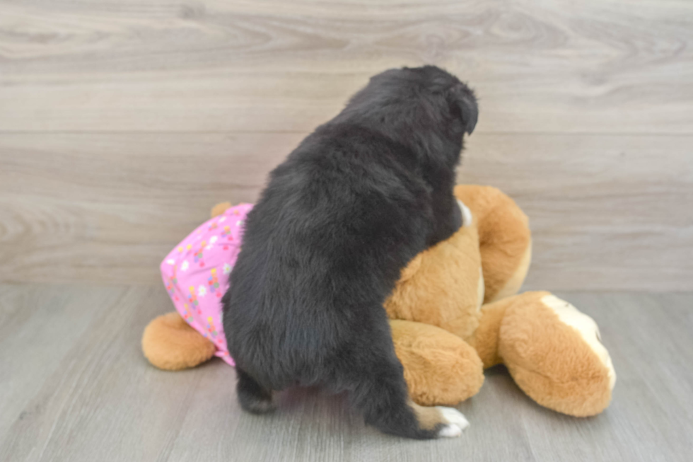 Mini Aussie Pup Being Cute