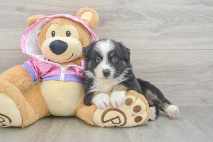 Best Mini Aussie Baby