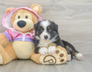 6 week old Mini Aussie Puppy For Sale - Simply Southern Pups