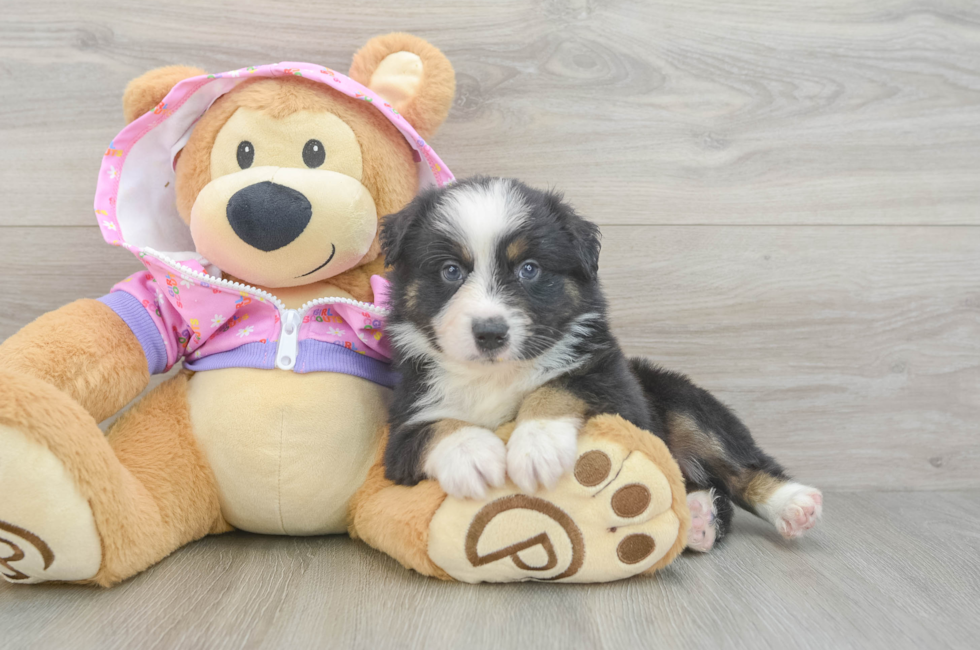 5 week old Mini Aussie Puppy For Sale - Simply Southern Pups