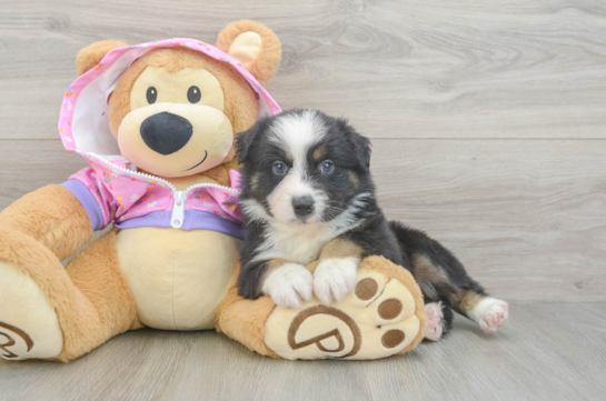 Best Mini Aussie Baby