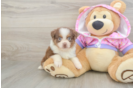 Cute Mini Australian Shepherd Purebred Puppy