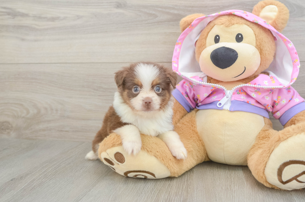 5 week old Mini Aussie Puppy For Sale - Simply Southern Pups