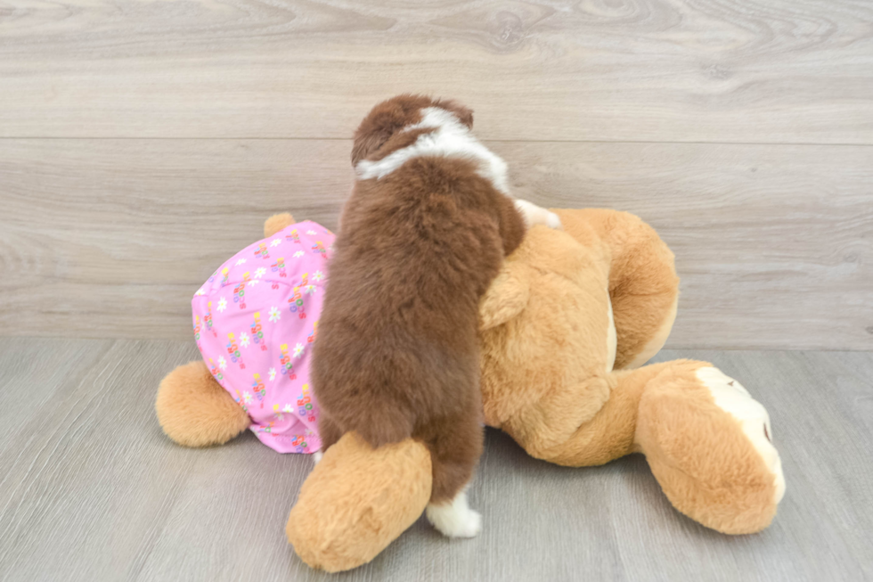Best Mini Aussie Baby