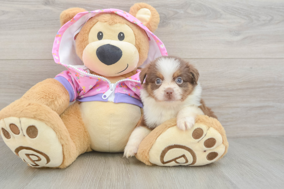 Mini Aussie Pup Being Cute
