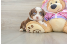 Funny Mini Aussie Purebred Pup