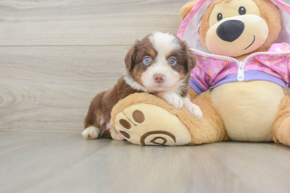 Funny Mini Aussie Purebred Pup