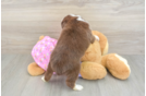 Popular Mini Aussie Baby