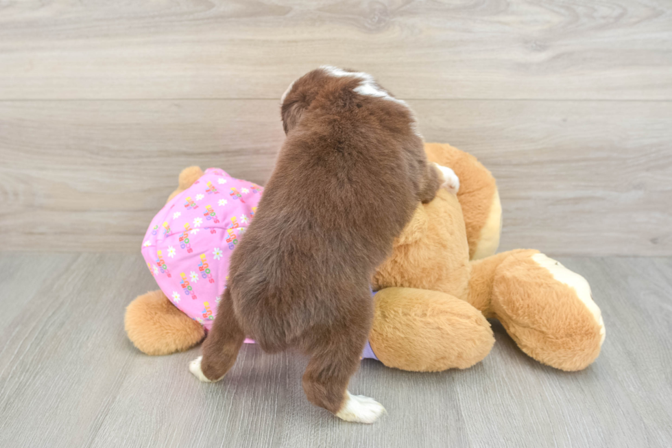 Popular Mini Aussie Baby