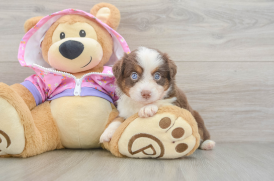 Mini Aussie Puppy for Adoption