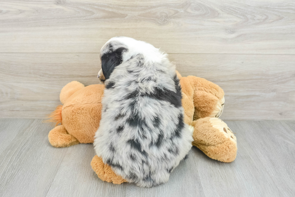 Mini Aussie Pup Being Cute