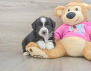 5 week old Mini Aussie Puppy For Sale - Simply Southern Pups