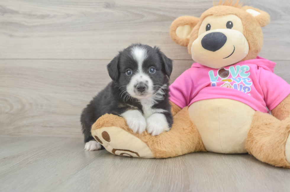 6 week old Mini Aussie Puppy For Sale - Simply Southern Pups