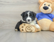 6 week old Mini Aussie Puppy For Sale - Simply Southern Pups