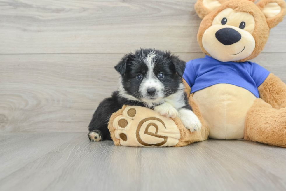 Hypoallergenic Mini Aussie Purebred Pup