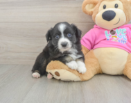 5 week old Mini Aussie Puppy For Sale - Simply Southern Pups