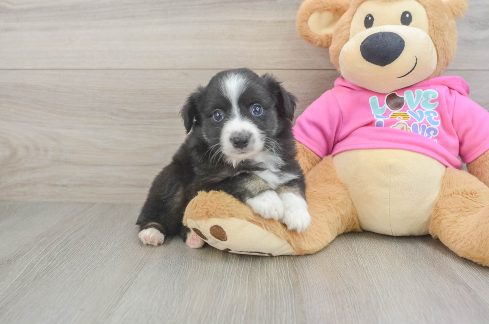 6 week old Mini Aussie Puppy For Sale - Simply Southern Pups